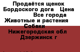 Продаётся щенок Бордоского дога › Цена ­ 37 000 - Все города Животные и растения » Собаки   . Нижегородская обл.,Дзержинск г.